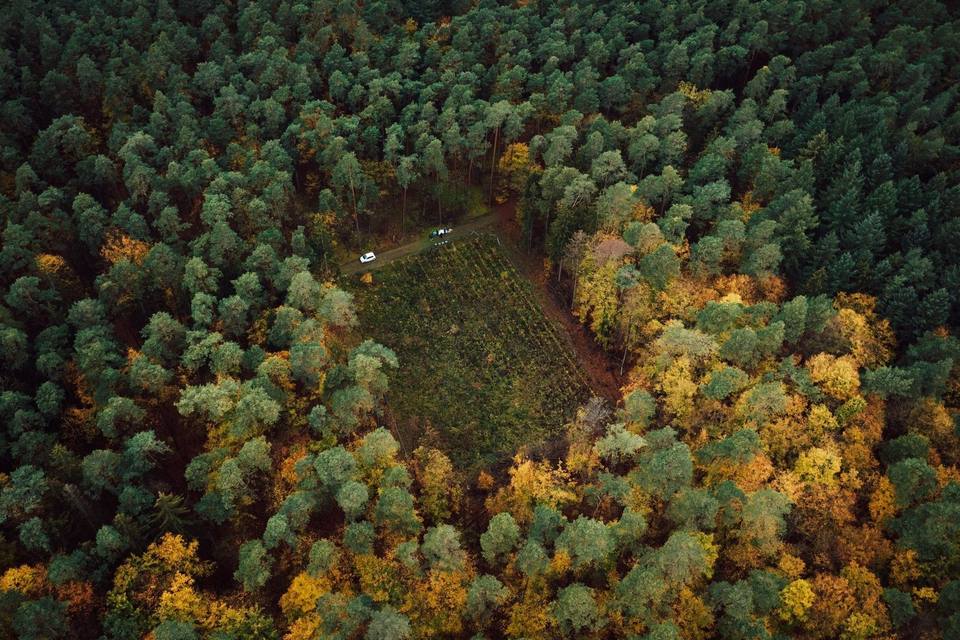 Herbstwald von oben