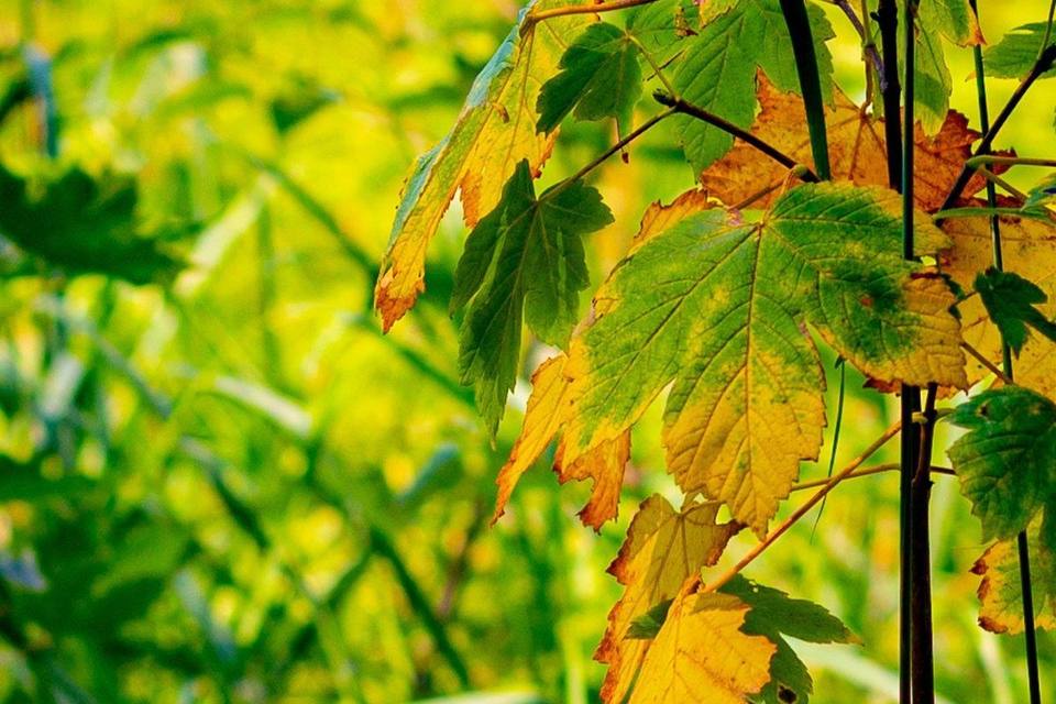 Junger Ahorn im Herbstlicht
