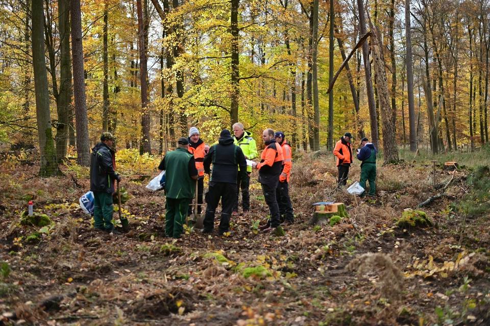 Pflanzaktion im herbstlichen Mischwald