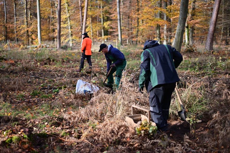 Pflanzen im Herbst
