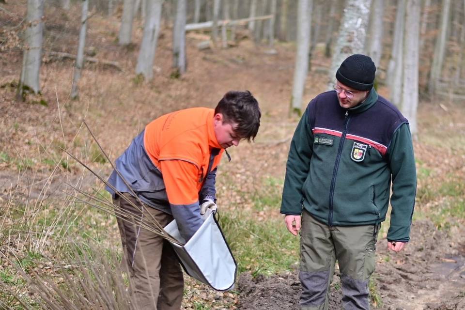 Zwei Pflanzende setzen Setzlinge aus dem Bündel