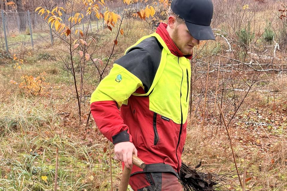 Forstwirt pflanzt auf der Herbstfläche