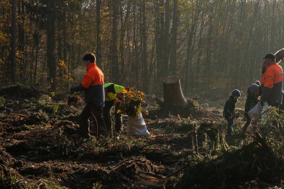 Pflanzen im Herbstwald