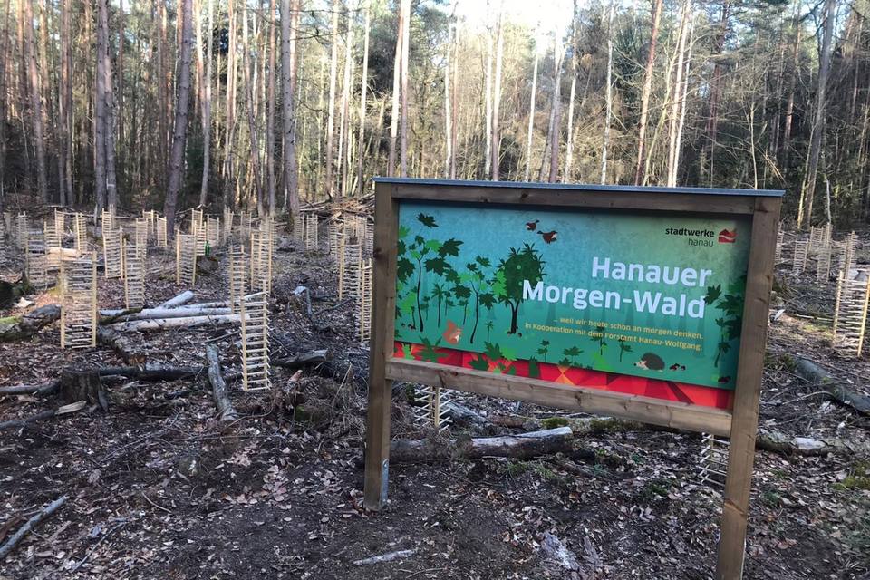 Der Hanauer Morgen-Wald