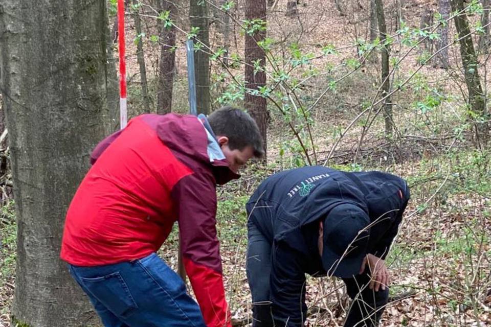 Zwei Helfer setzen einen Baum