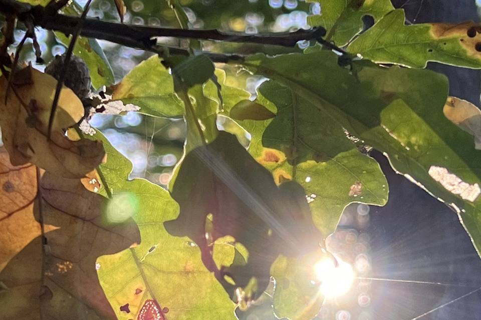 Gegenlicht durch Herbstlaub