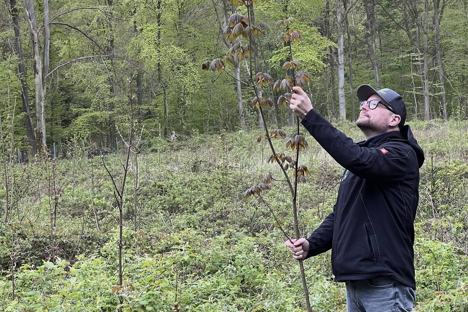 Ein junger Baum auf der Aufforstungsfläche
