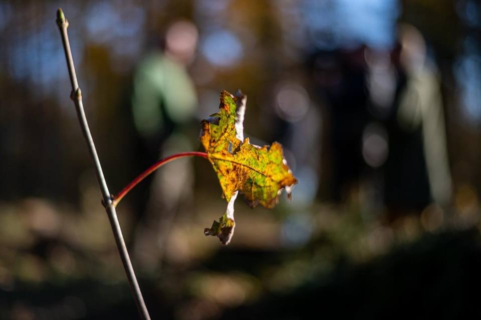 Herbstblatt eines frisch gepflanzten Setzlings