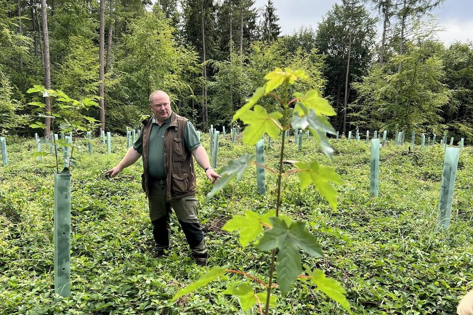 Förster zwischen Wuchshüllen