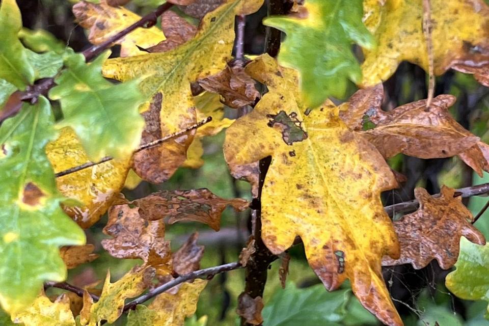 Gelbes Herbstlaub junger Bäume