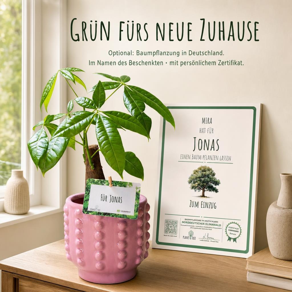 Glückskastanie - Keramiktopf rose – Einzug ins neue Zuhause